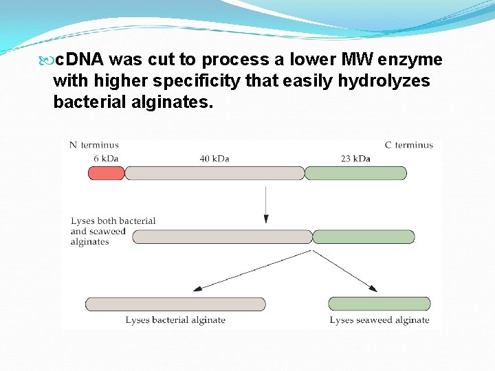  c. DNA was cut to process a lower MW enzyme with higher specificity