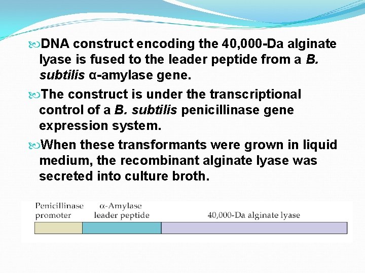  DNA construct encoding the 40, 000 -Da alginate lyase is fused to the