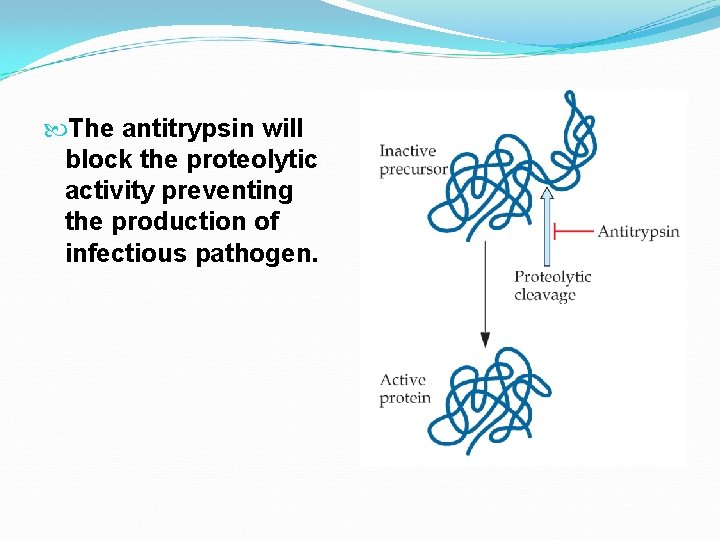  The antitrypsin will block the proteolytic activity preventing the production of infectious pathogen.