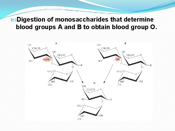  Digestion of monosaccharides that determine blood groups A and B to obtain blood