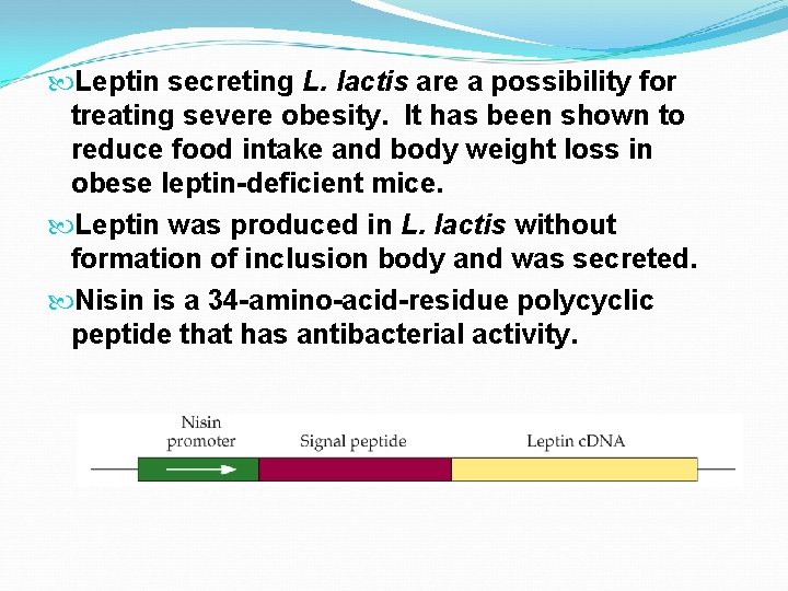  Leptin secreting L. lactis are a possibility for treating severe obesity. It has