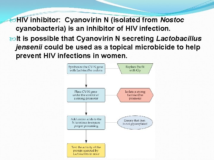  HIV inhibitor: Cyanovirin N (isolated from Nostoc cyanobacteria) is an inhibitor of HIV