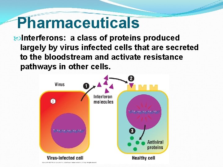 Pharmaceuticals Interferons: a class of proteins produced largely by virus infected cells that are