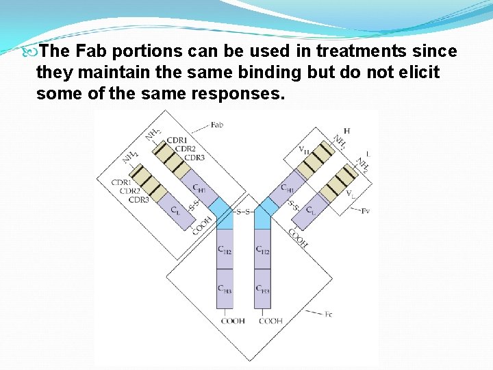  The Fab portions can be used in treatments since they maintain the same