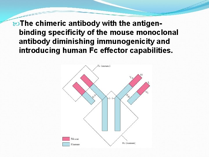  The chimeric antibody with the antigenbinding specificity of the mouse monoclonal antibody diminishing
