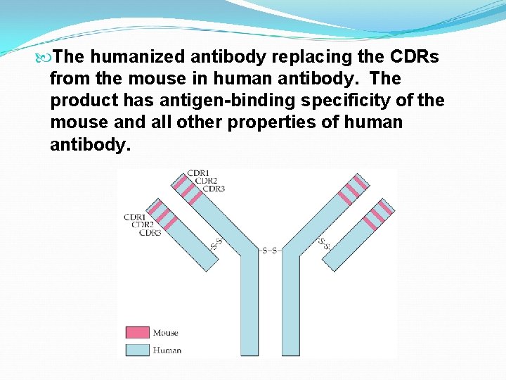  The humanized antibody replacing the CDRs from the mouse in human antibody. The