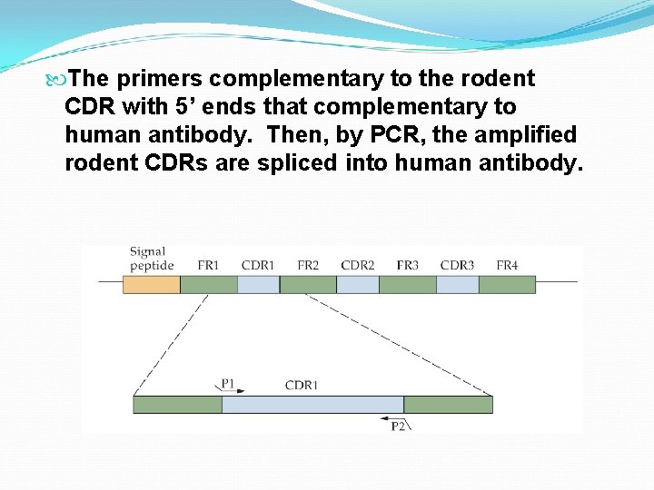 The primers complementary to the rodent CDR with 5’ ends that complementary to