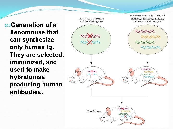  Generation of a Xenomouse that can synthesize only human Ig. They are selected,