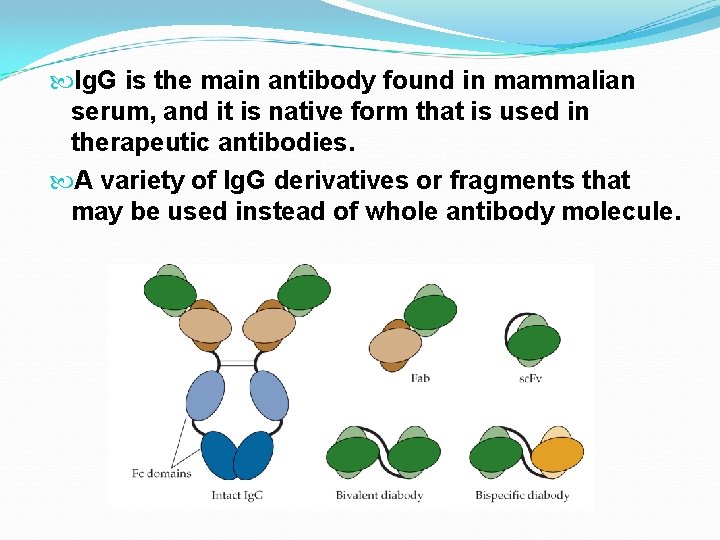  Ig. G is the main antibody found in mammalian serum, and it is