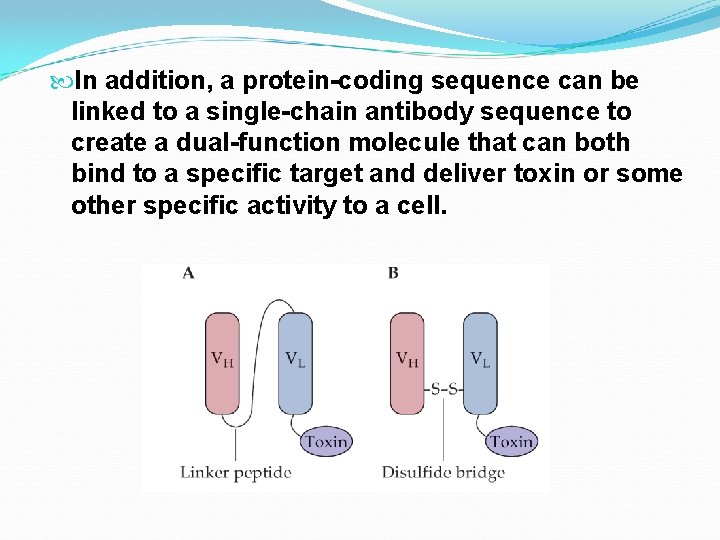  In addition, a protein-coding sequence can be linked to a single-chain antibody sequence