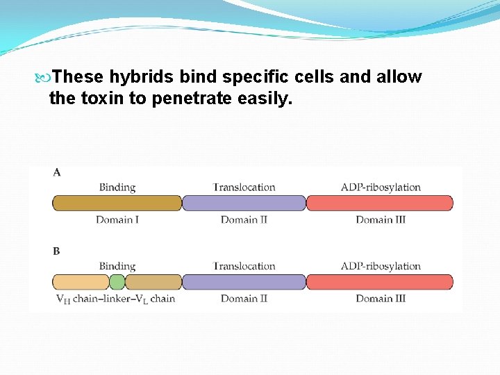  These hybrids bind specific cells and allow the toxin to penetrate easily. 