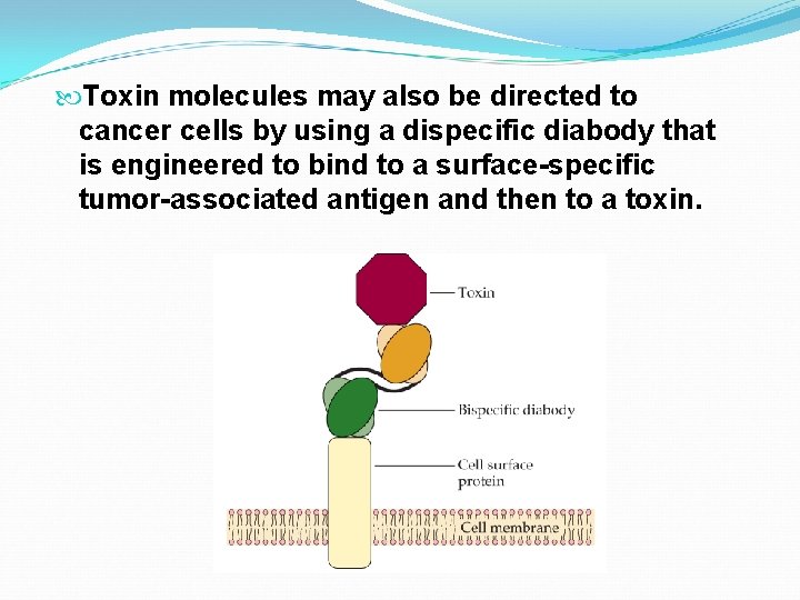  Toxin molecules may also be directed to cancer cells by using a dispecific
