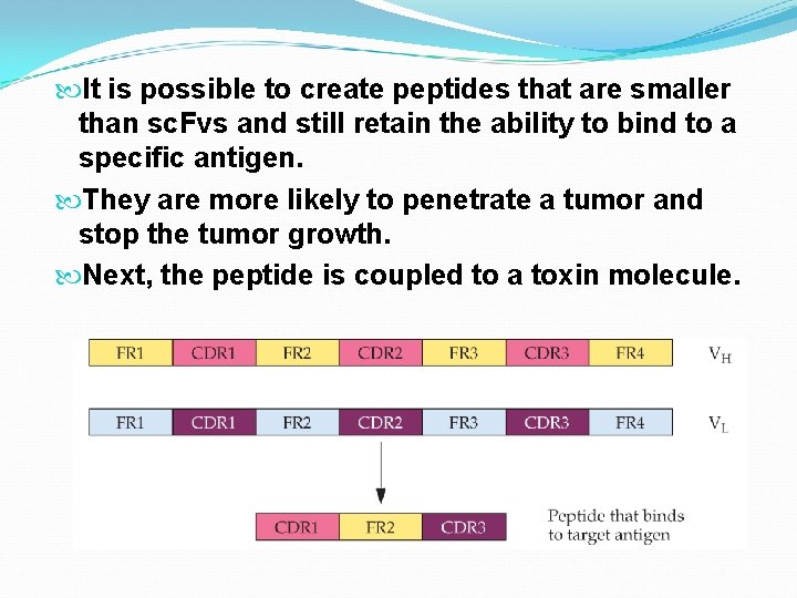  It is possible to create peptides that are smaller than sc. Fvs and