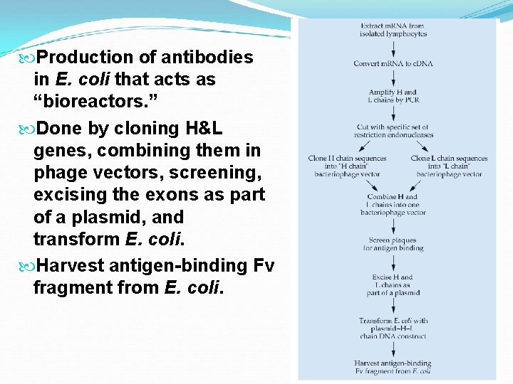  Production of antibodies in E. coli that acts as “bioreactors. ” Done by