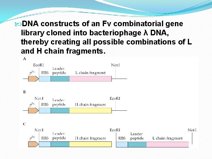  DNA constructs of an Fv combinatorial gene library cloned into bacteriophage λ DNA,