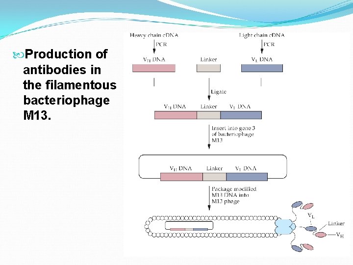  Production of antibodies in the filamentous bacteriophage M 13. 