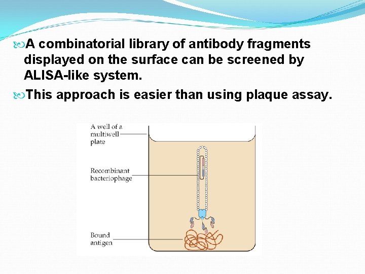  A combinatorial library of antibody fragments displayed on the surface can be screened