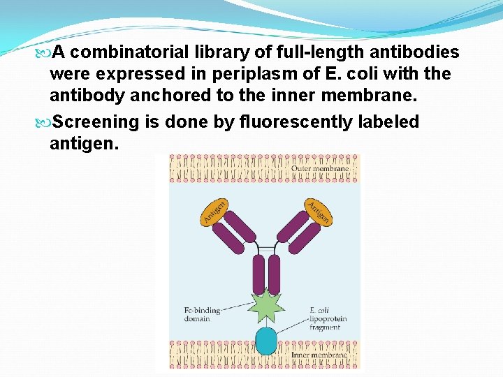  A combinatorial library of full-length antibodies were expressed in periplasm of E. coli