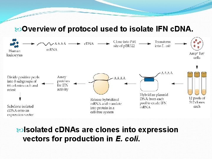  Overview of protocol used to isolate IFN c. DNA. Isolated c. DNAs are