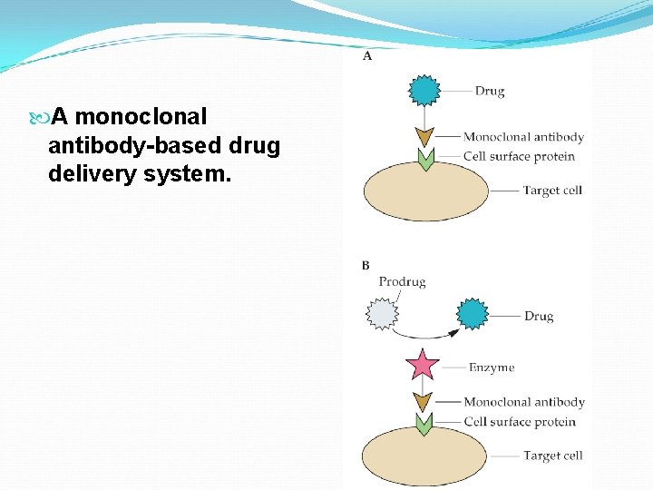  A monoclonal antibody-based drug delivery system. 
