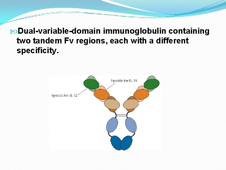  Dual-variable-domain immunoglobulin containing two tandem Fv regions, each with a different specificity. 