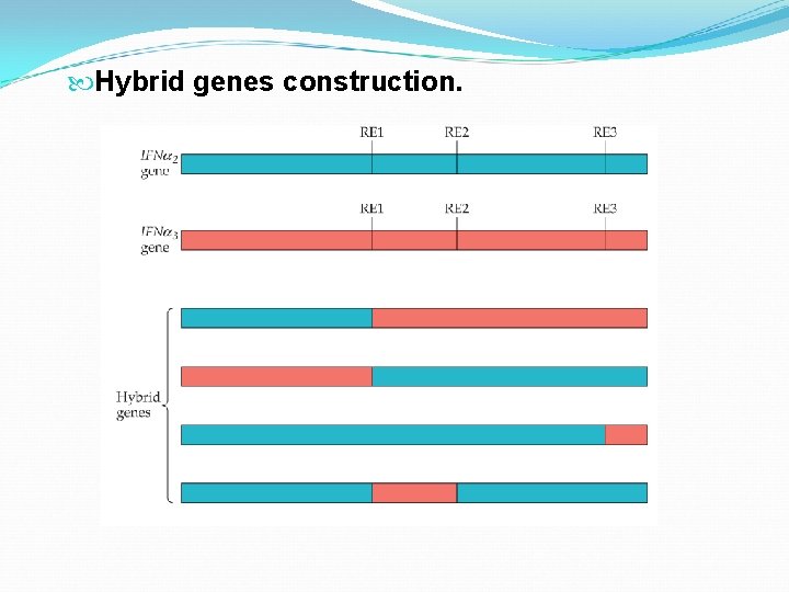  Hybrid genes construction. 