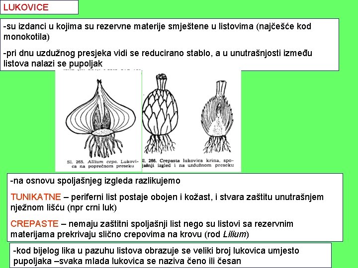 LUKOVICE -su izdanci u kojima su rezervne materije smještene u listovima (najčešće kod monokotila) LUKOVICE -su izdanci u kojima su rezervne materije smještene u listovima (najčešće kod monokotila)