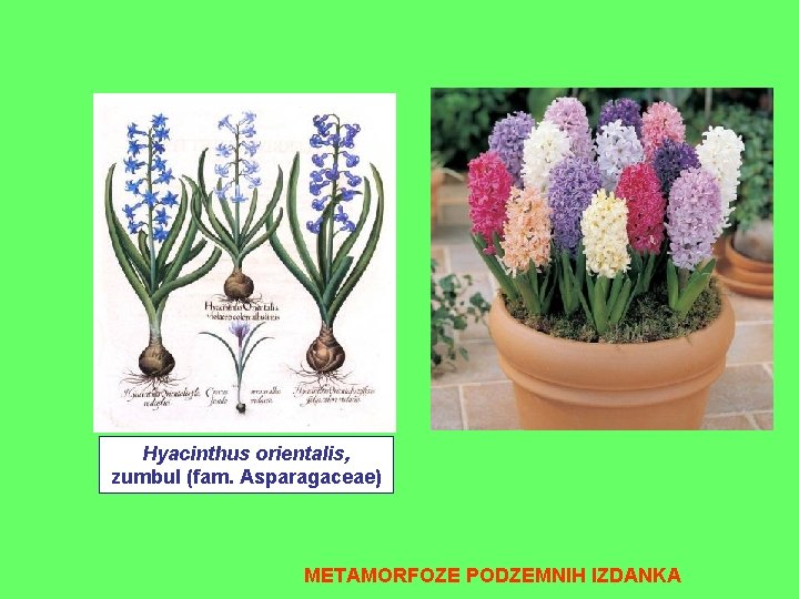 Hyacinthus orientalis, zumbul (fam. Asparagaceae) METAMORFOZE PODZEMNIH IZDANKA Hyacinthus orientalis, zumbul (fam. Asparagaceae) METAMORFOZE PODZEMNIH IZDANKA