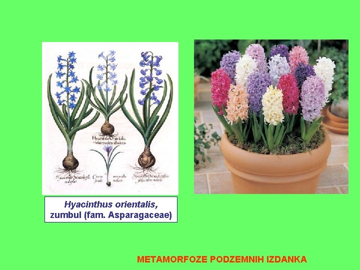 Hyacinthus orientalis, zumbul (fam. Asparagaceae) METAMORFOZE PODZEMNIH IZDANKA 