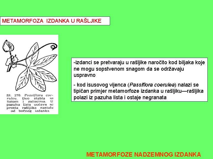 METAMORFOZA IZDANKA U RAŠLJIKE -izdanci se pretvaraju u rašljike naročito kod biljaka koje ne