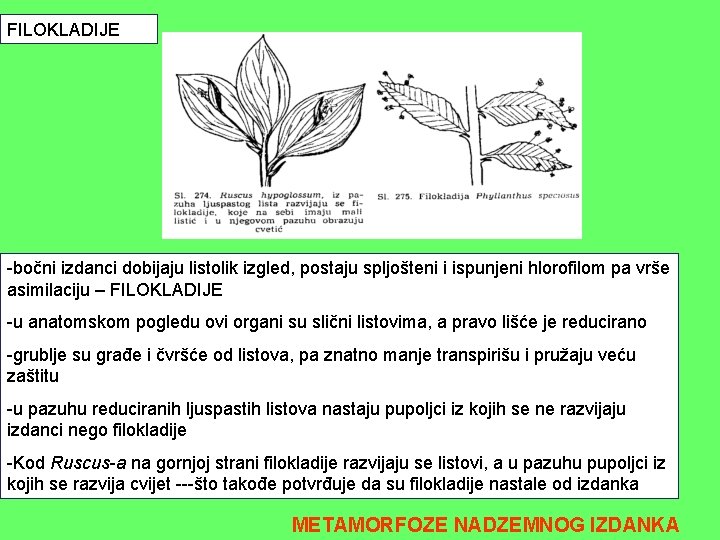 FILOKLADIJE -bočni izdanci dobijaju listolik izgled, postaju spljošteni i ispunjeni hlorofilom pa vrše asimilaciju