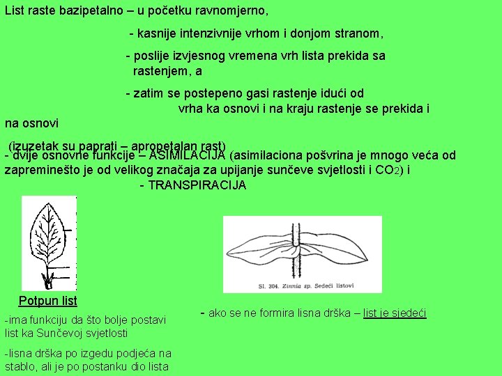 List raste bazipetalno – u početku ravnomjerno, - kasnije intenzivnije vrhom i donjom stranom,