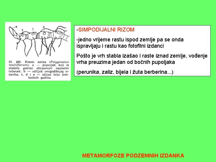 -SIMPODIJALNI RIZOM -jedno vrijeme rastu ispod zemlje pa se onda ispravljaju i rastu kao