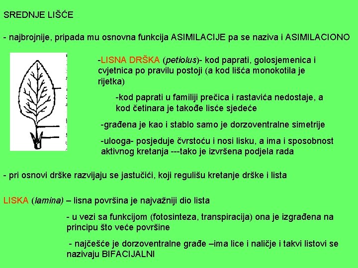 SREDNJE LIŠĆE - najbrojnije, pripada mu osnovna funkcija ASIMILACIJE pa se naziva i ASIMILACIONO SREDNJE LIŠĆE - najbrojnije, pripada mu osnovna funkcija ASIMILACIJE pa se naziva i ASIMILACIONO