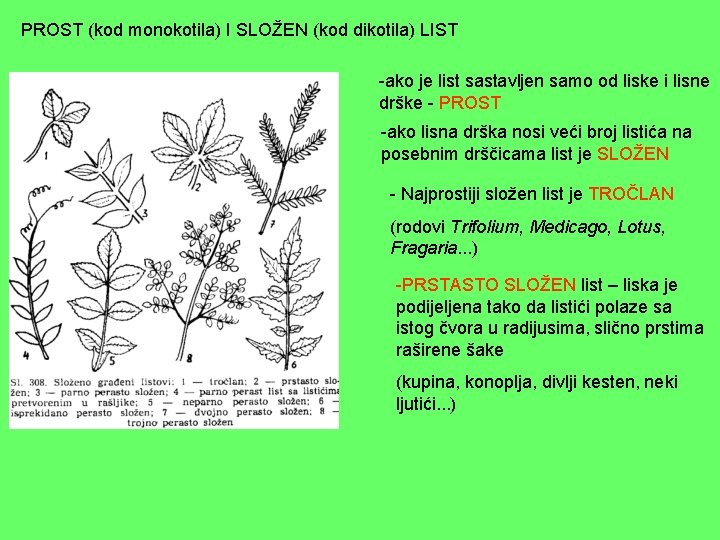 PROST (kod monokotila) I SLOŽEN (kod dikotila) LIST -ako je list sastavljen samo od PROST (kod monokotila) I SLOŽEN (kod dikotila) LIST -ako je list sastavljen samo od
