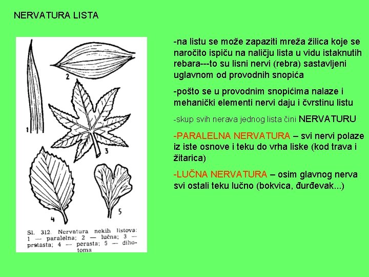 NERVATURA LISTA -na listu se može zapaziti mreža žilica koje se naročito ispiču na NERVATURA LISTA -na listu se može zapaziti mreža žilica koje se naročito ispiču na