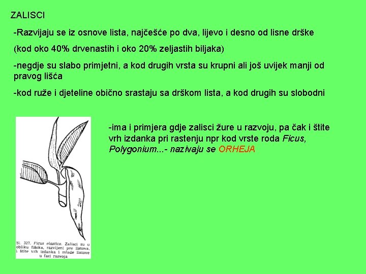 ZALISCI -Razvijaju se iz osnove lista, najčešće po dva, lijevo i desno od lisne ZALISCI -Razvijaju se iz osnove lista, najčešće po dva, lijevo i desno od lisne