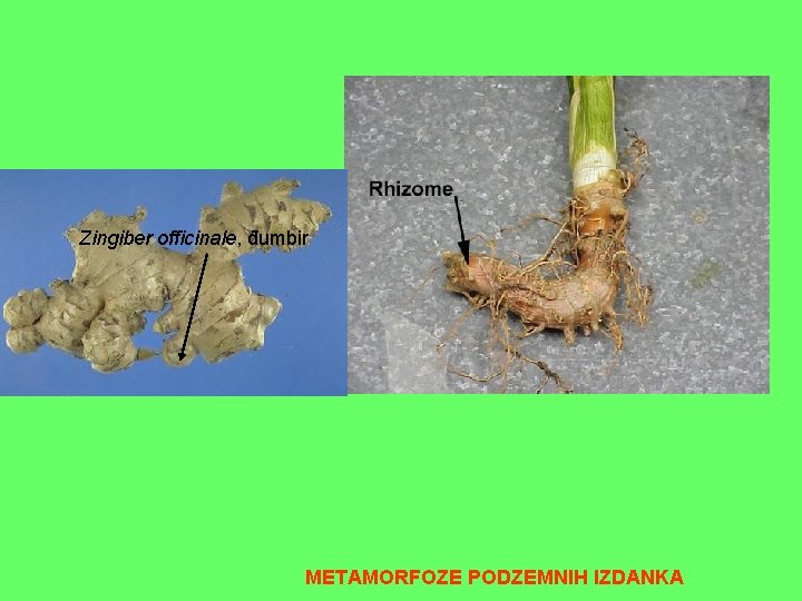 Zingiber officinale, đumbir METAMORFOZE PODZEMNIH IZDANKA 