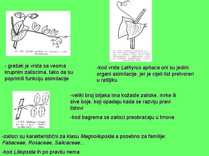 - grašak je vrsta sa veoma krupnim zaliscima, tako da su poprimili funkciju asimilacije - grašak je vrsta sa veoma krupnim zaliscima, tako da su poprimili funkciju asimilacije
