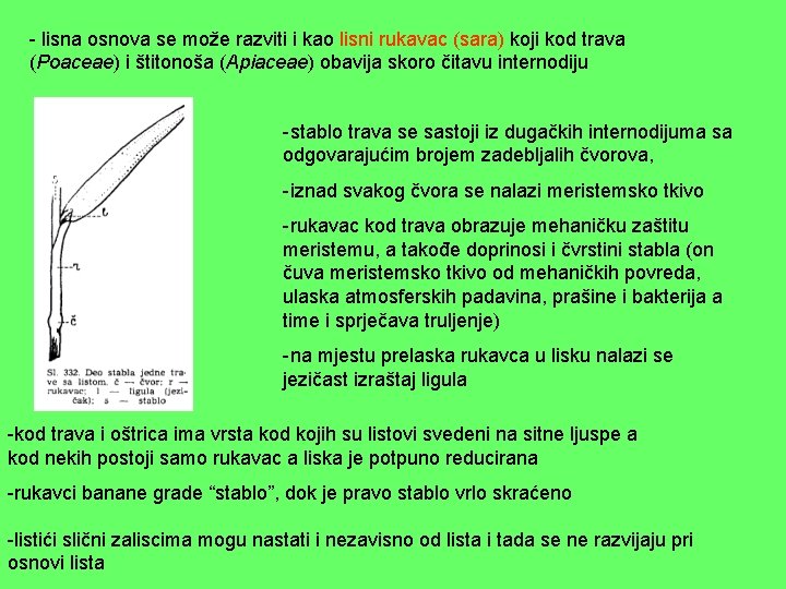 - lisna osnova se može razviti i kao lisni rukavac (sara) koji kod trava