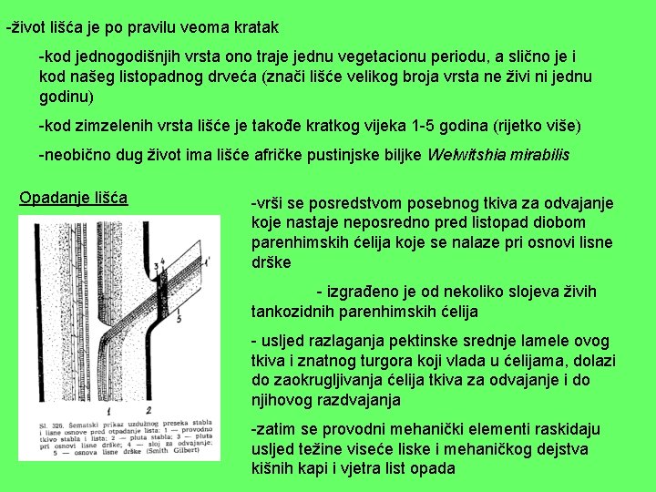 -život lišća je po pravilu veoma kratak -kod jednogodišnjih vrsta ono traje jednu vegetacionu