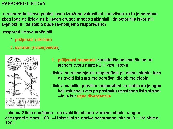 RASPORED LISTOVA -u rasporedu listova postoji jasno izražena zakonitost i pravilnost (a to je