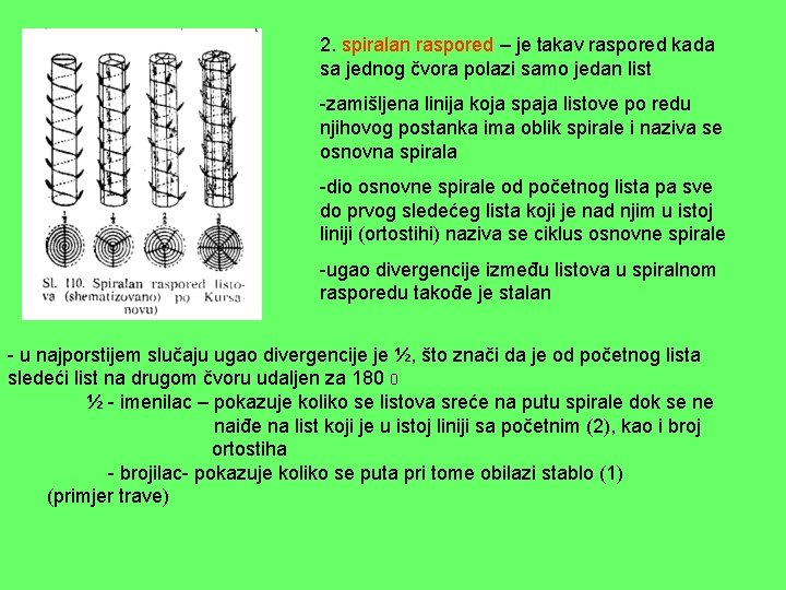 2. spiralan raspored – je takav raspored kada sa jednog čvora polazi samo jedan