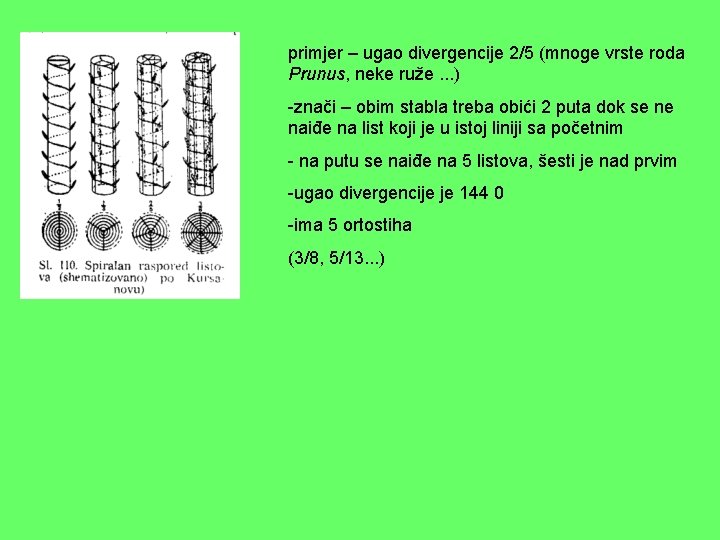 primjer – ugao divergencije 2/5 (mnoge vrste roda Prunus, neke ruže. . . )