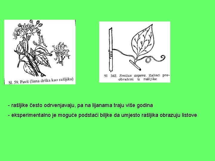 - rašljike često odrvenjavaju, pa na lijanama traju više godina - eksperimentalno je moguće
