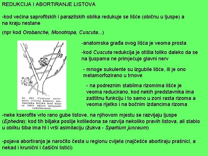 REDUKCIJA I ABORTIRANJE LISTOVA -kod većina saprofitskih i parazitskih oblika redukuje se lišće (običnu