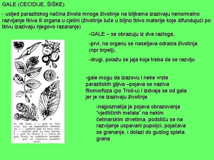 GALE (CECIDIJE, ŠIŠKE) - usljed parazitskog načina života mnoge životinje na biljkama izazivaju nenormalno