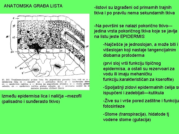 ANATOMSKA GRAĐA LISTA -listovi su izgrađeni od primarnih trajnih tkiva i po pravilu nema