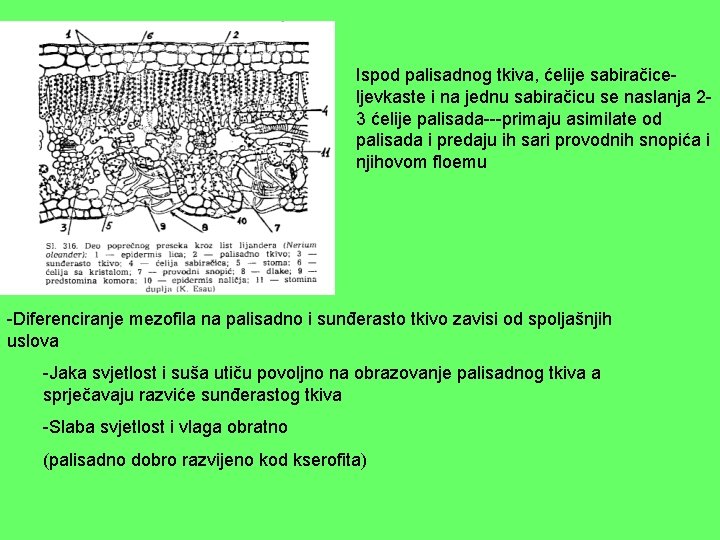 Ispod palisadnog tkiva, ćelije sabiračiceljevkaste i na jednu sabiračicu se naslanja 23 ćelije palisada---primaju