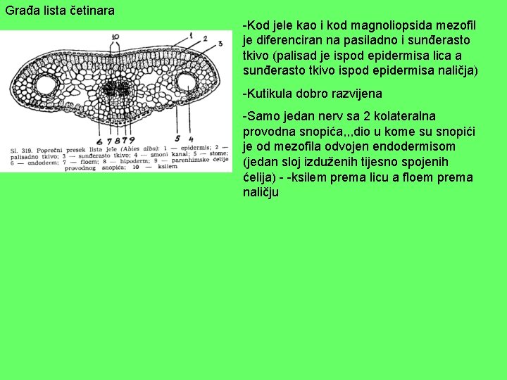 Građa lista četinara -Kod jele kao i kod magnoliopsida mezofil je diferenciran na pasiladno